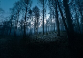 Poster - A dense, dark forest shrouded in fog with the light of the sky peeking through the trees.