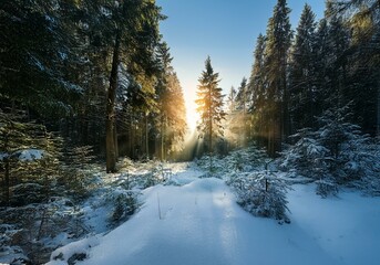 Poster - Sunlight filters through a snow-covered evergreen forest.