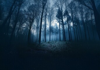 Poster - A dense forest shrouded in mist, with tall trees reaching for the sky.