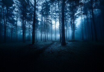 Poster - A misty forest at dusk with a path leading into the woods.