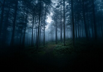 A misty forest with tall trees creating a dark and mysterious atmosphere.