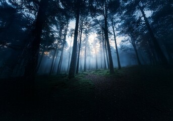 Poster - A misty forest scene with tall trees and a path in the distance.
