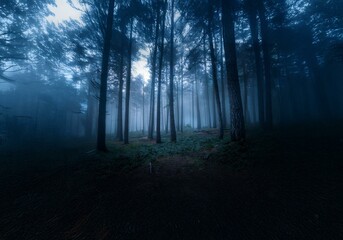 Poster - A dense forest shrouded in a thick blue mist, tall trees reaching up towards a hidden sky.