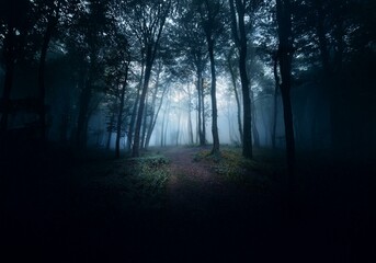 Poster - A foggy forest path winds through tall, dark trees.