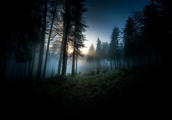 Poster - Sunlight streams through the dense fog of a misty forest, illuminating the path ahead.