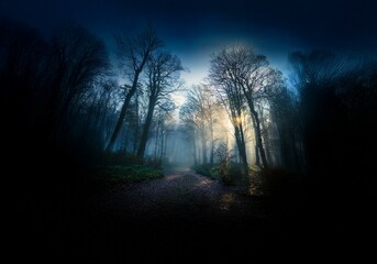 Poster - A dark and foggy forest path with a light shining through the trees