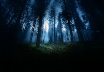 Poster - A dense forest with tall trees, shrouded in a thick fog. The light from the sky above is barely visible through the branches.
