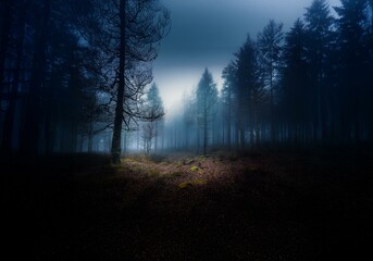 Poster - A misty forest with tall trees, a single ray of light illuminating the foreground.