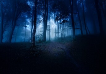 Poster - A path winds through a dark and mysterious forest, shrouded in thick fog and illuminated by a faint light.