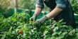 © Samady - A gardener tending to tomato plants in a greenhouse, carefully pruning and watering the vines