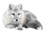 arctic fox isolated on white background