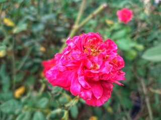 Red rose blooming in the garden 