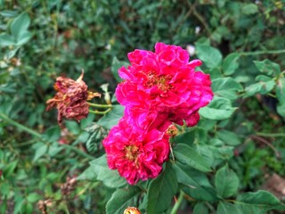 Red rose blooming in the garden 