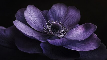 Canvas Print - Purple anemone flower blooming on black background