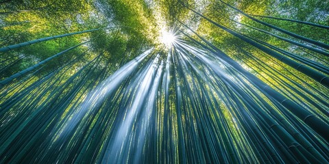 Wall Mural - sunbeams illuminate a dense bamboo forest, creating a natural cathedral of light.
