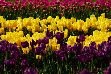 Purple , yellow and pink tulips in a field