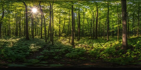Wall Mural - sunlight streaming through the canopy of a dense forest with lush green foliage on the forest floor.