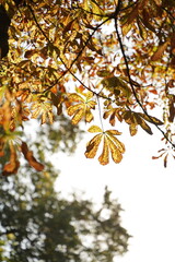 Bright autumn leaves of chestnut tree on blue sky. Green and yellow color foliage of tree in park. Yellow and brown chestnut leaves with natural light accentuating their intricate details and texture.