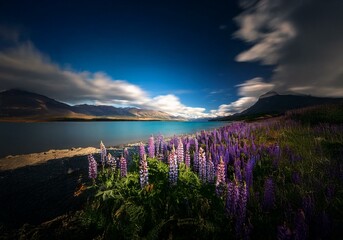 Poster - Purple wildflowers bloom in the foreground, framed by a mountain lake and dramatic sky.