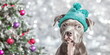 © LenaPolia - A cute happy smiling fluffly pitbull in a christmas hat, sitting on the ground, against a wall with decor