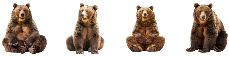 four brown bears sitting together in natural poses. set png isolated on transparent background