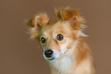 Small furry, beige-colored dog looking intently with ears pricked