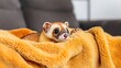 © Preecha - A stylish depiction of a ferret peeking out from a cozy blanket, with its inquisitive expression and sleek body sharply focused while the background fades into an artistic blur. Product photography