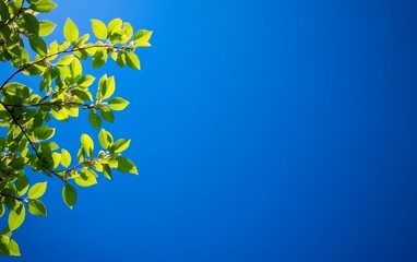 a vibrant blue sky with fresh green leaves framing the top, creating a serene and natural atmosphere