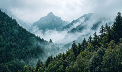 Majestic mountains surrounded by fog in a valley forest