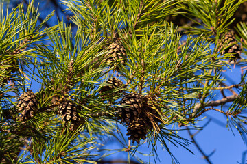 Close-up on a pretty pine cone hanging from its branch and surrounded by its green thorns. Pine cone, pine thorns, pine branch and blue sky