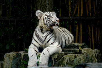 A stunning close-up image of a majestic white tiger