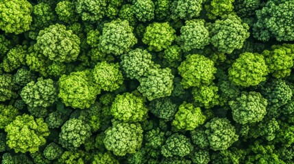 During the summer, a lush green forest displays diverse types of trees