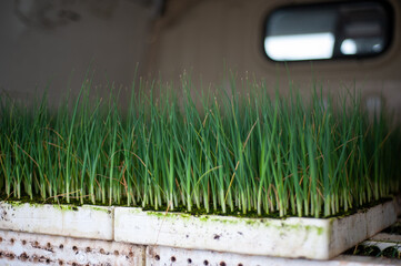 mower on the grass