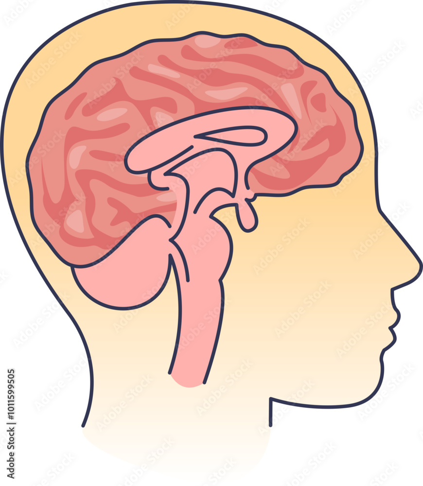 Illustration of a human head cross-section showing brain anatomy. Stock ...