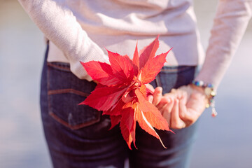 Wall Mural - autumn red leaves in a woman's hand close-up