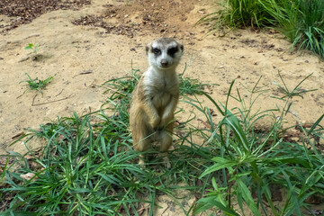 a standing meerkat looking at you