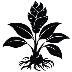 Ginger with ripe leaves vector silhouette