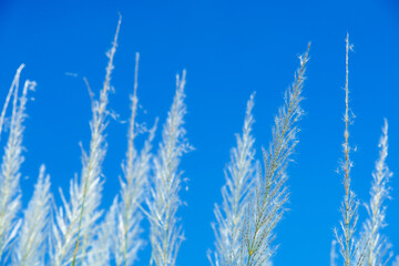  Tall Grass Against Bright Blue Sky