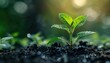 © Nawarit - Growth with dynamic visuals, progressive and inspiring, Urban, Soft greens, Photograph, Personal development