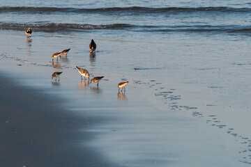 Wall Mural - Avalon, New Jersey - Close up shots of sand piper birds feeding at the waters edge at sunset with their reflections from the water 