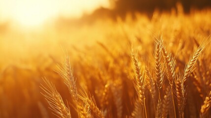 Wall Mural - Golden Wheat Field at Sunrise in Soft Light