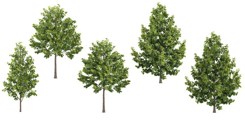 Poster - collection of Liquidambar styraciflua tress isolated on white background