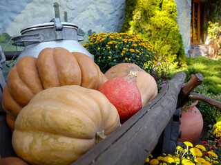 Lots of colorful striped pumpkins