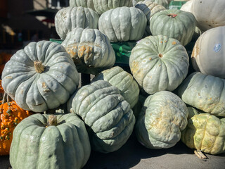 Lots of colorful striped pumpkins