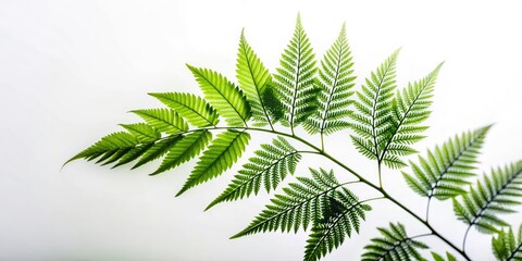 Wall Mural - Delicate Transparent Plant Leaves Showcasing Nature's Beauty Against a Clean White Background