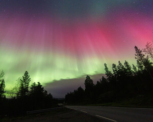 Aurora Borealis, Norhtern Lights above the trees in the Norwegian forest around the arctic circle, KP6 or KP7 solar storm. Green and red colors. Colorful aurora.