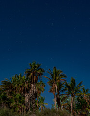 foto nocturna de cielo con palmeras de baja california 