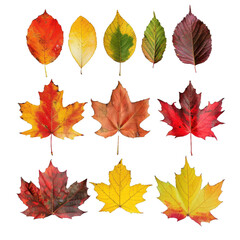 Poster - Beautiful collection of colorful autumn leaves showing different shapes and colors, isolated on white