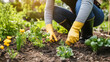 © Mirjana - Gardener using eco-friendly tools to cultivate a vibrant vegetable garden in the morning sunlight