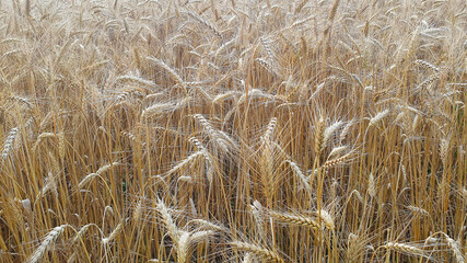 Landscape with field of ripened wheat ears. Nature background.